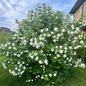 Калина Бульденеж (белый шар) 40-50 см