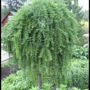 Модрина європейська Пендула (плакуча) на штамбі Н 160-180 /Larix europea Pendula/