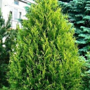 Туя Ауреаспікату 280-310 см