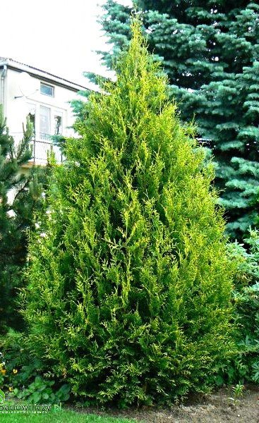 Туя Ауреоспікату Екстра (240-260 см)