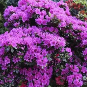 Азалія японська Рододендрон Geisha Purple/Hiroko Гейша Перпл