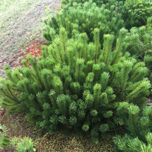 Сосна гірська Мугус Pinus mugo 'Mughus' 15-20 см