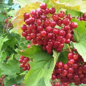 Калина червона