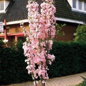 Сакура Аманогава 150см